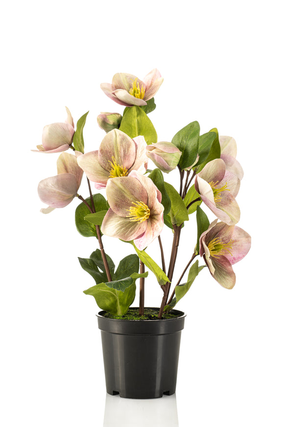 Artificial Helleborus - 1 Pot - Green/ Purple