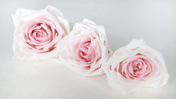Roses preserved Avalanche Earth Matters - 3 heads - Champagne pink 131