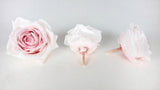 Roses preserved Avalanche Earth Matters - 3 heads - Champagne pink 131