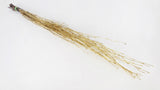 Birch twigs dried - 1 bunch - Gold
