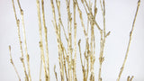 Birch twigs dried - 1 bunch - Gold