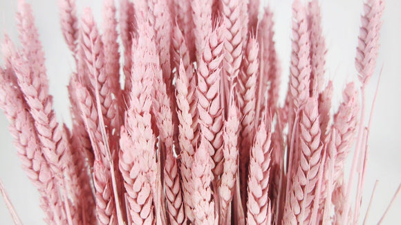 Dried wheat - 1 bunch - Powder pink