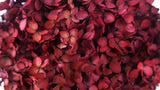 Preserved hydrangea Anna - 1 head - Burgundy