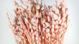 Briza maxima - 1 ramo - rosa claro