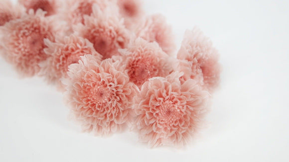 Chrysanthemum mini Kogiku preserved Earth Matters - 12 heads - Silky pink 131