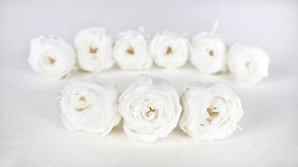 Roses preserved Cocotte Earth Matters - 9 heads - White 011