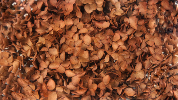 Preserved hydrangea Anna - 1 head - Coffee