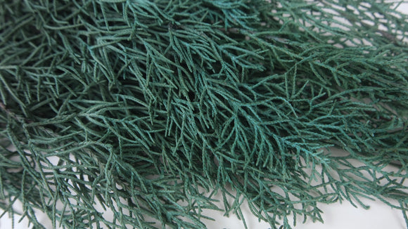 Cypress Arizona preserved Earth Matters - 2 pcs - Silver green 790