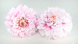 Dahlie Grace konserviert  Earth Matters - 2 Köpfe - Sherbet pink 102