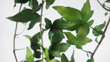 Lierre shamrock Earth Matters - 3 branches - Fresh green 730