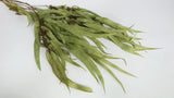 Eucalyptus Exotica preserved Earth Matters - 1 bunch - Spring green 781