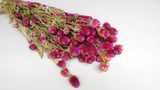 Gomphrena - 1 bunch - Natural colour fuchsia