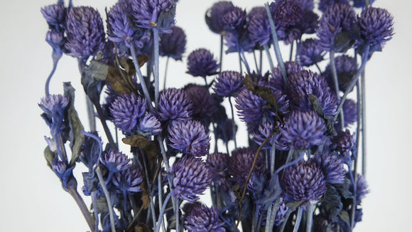 Gomphrena - 1 bunch - Dark purple