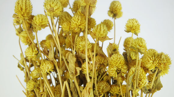 Gomphrena - 1 bunch - Yellow