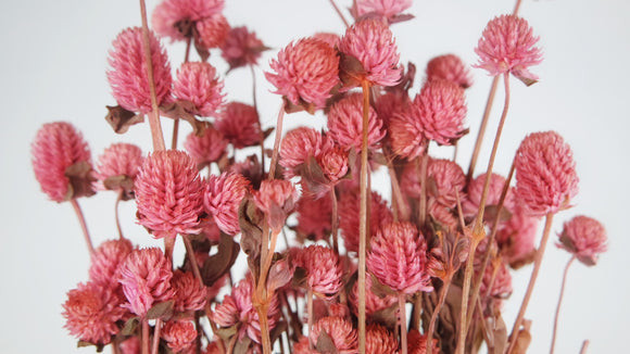 Gomphrena - 1 bunch - Pink