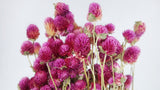 Gomphrena - 1 bunch - Natural colour fuchsia