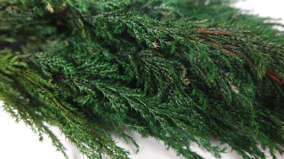 Thuja preserved Earth Matters - 1 bunch - Green 700