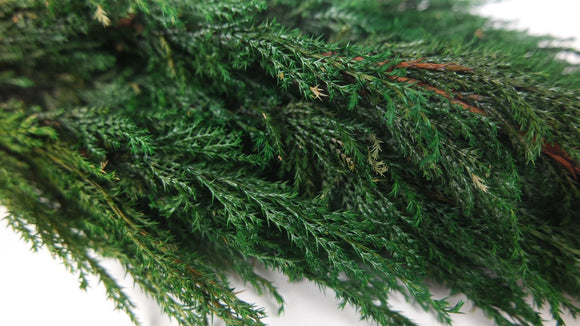 Cypress Hiba conserva Earth Matters - 2 piezas - Verde 700
