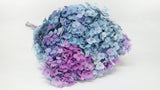 Preserved hydrangea Anna - 1 head - Rainbow purple/blue