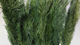 Preserved thuja - 1 bunch - Green