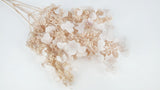 Getrocknete Hortensie paniculata Earth Matters - 1 Bund - Pink beige 081 - Si-nature