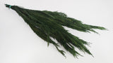 Preserved thuja - 1 bunch - Green