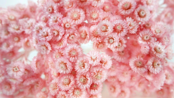 Italienische Strohblumen - 1 Strauß - Vintage rosa - Si-nature