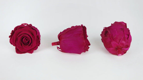 Preserved roses Kiara  6 cm - 1,90€/rose Bulk 432 heads - Hot pink