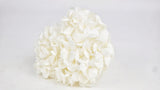 Hortensia stabilisé Plus Kiara - 1 tête - Pure white