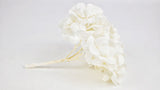 Hortensia stabilisé Plus Kiara - 1 tête - Pure white