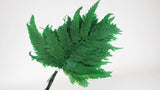 Helecho colombiano Preservado Premium - 10Tallos - Verde