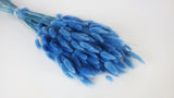Lagurus seco - 1 manojo - Azul