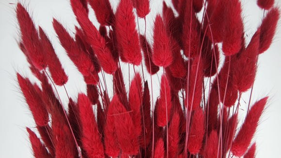 Bunny Tail Grass - 1 bunch - Red