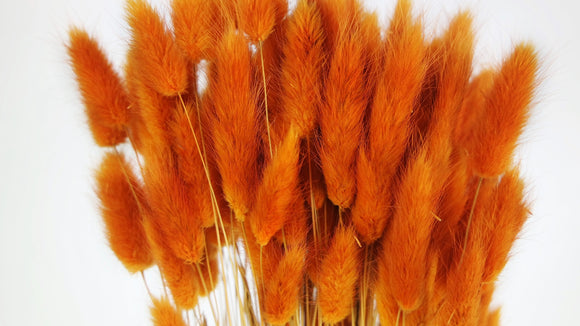 Bunny Tail Grass - 1 bunch - Amber