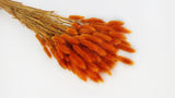 Bunny Tail Grass - 1 bunch - Amber