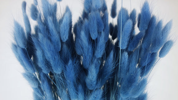 Lagures séchées - 1 botte - Bleu 