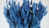 Lagurus seco - 1 manojo - Azul