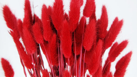 Bunny Tail Grass - 1 bunch - Red
