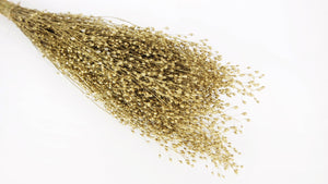 Lepidium Atraxa - 1 bunch - Gold