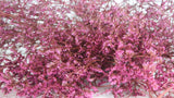 Limonium séché - 1 botte XL - Vintage rosa