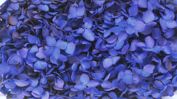 Hortensia preservada Anna - 1 cabeza - Azul Majorelle