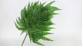 Fern preserved Earth Matters - 5 stems - Green 700