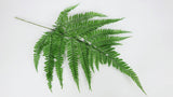 Fern preserved Earth Matters - 5 stems - Green 700