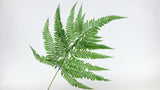 Fern preserved Earth Matters - 5 stems - Green 700