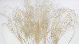 Dried Miscanthus NL - 10 stems - Natural colour