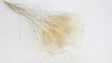 Dried Miscanthus NL - 10 stems - Natural colour