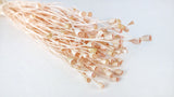 Pavots séchés mini - 1 botte - Rose clair