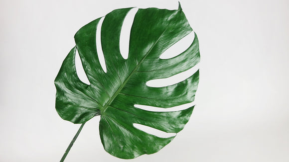Preserved monstera - 3 large leaves - Green 700