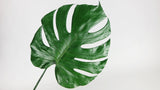 Preserved monstera - 3 large leaves - Green 700