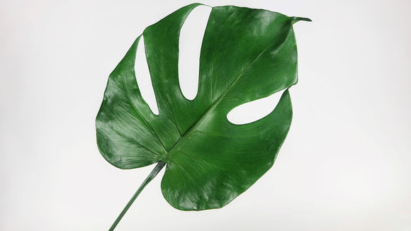 Preserved monstera - 3 small leaves - Green 700